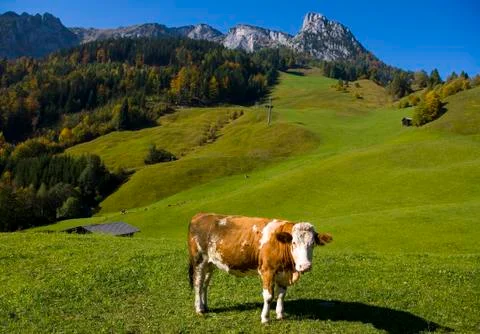 Cows in loferer austria Stock Photos
