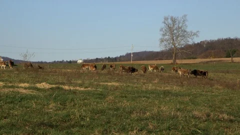 Cows long shot Stock Footage