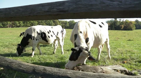 Cows Look Around Medium Shot Stock Footage 32220491