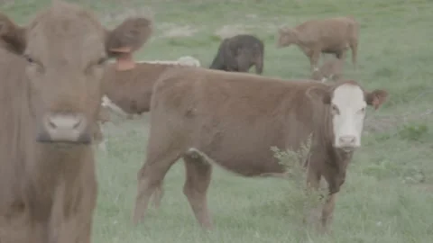 Cows Look at Camera Stock Footage 159975969
