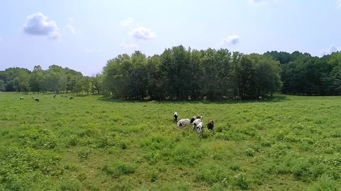 Cows look up Funny Video stock 97047927