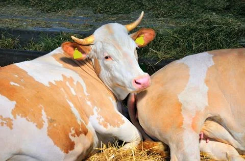 Cows look Stock Photos