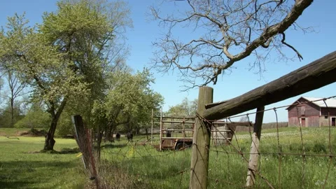Cows looking from afar through a wooden fence. 4k60p Video stock 132449811