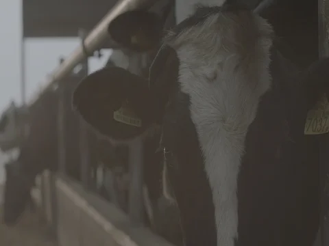 Cows looking around and having fodder in shed Stock Footage 73684261