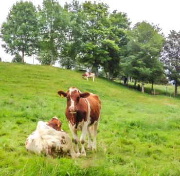 Cows looking at camera with field meadow background Stock Photos
