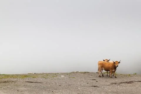 Cows looking at the camera in a fog background Stock Photos