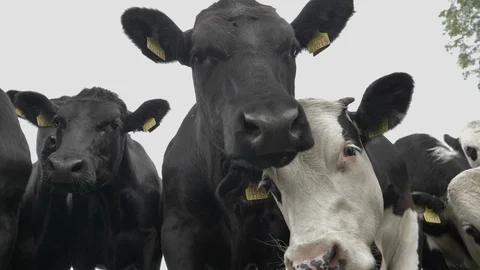 Cows Looking in the Camera Vídeos de archivo 111529084