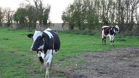 Cows looking at the camera peacefully Video stock 76911595