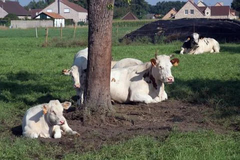 Cows looking for shadow under trees on a farm Stock Photos