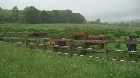 Cows looking at steadicam Stock Footage 41454614