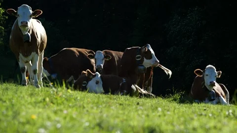 Cows looking suspiciously at camera Stock Footage 145807204