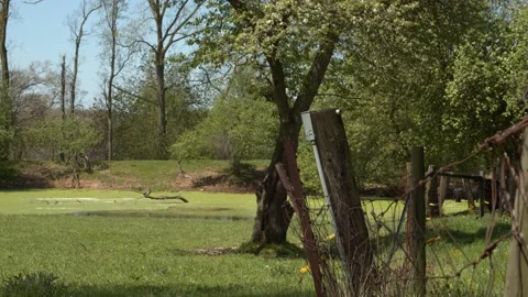 Cows looking from through a barbed wire fence near a swampy tree. 4k60p Stock Footage 132454486