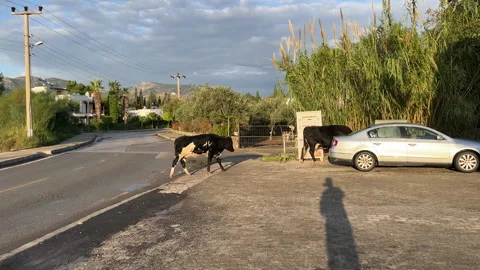 Cows On The Loose Bodrum Turkey Stock Footage 228857742
