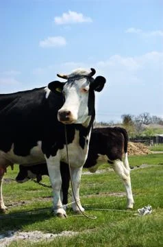 Cows on lown Stock Photos