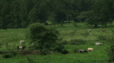 Cows in Lush Pasture Stock Footage 621521