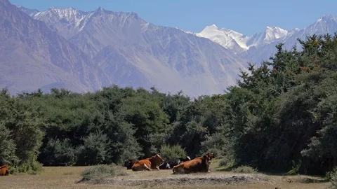 Cows lying afainst thicket of sea buckthorn shrubs. Himalaya mountains. Ladakh Stock-Footage 93567102