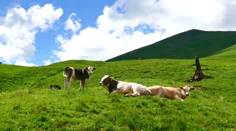 Cows lying and grazing on hill top in green summer mountains on background of 스톡 동영상 65581665