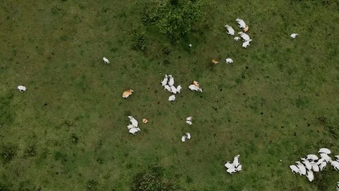 Cows lying and resting seen from above Stock Footage 96523426