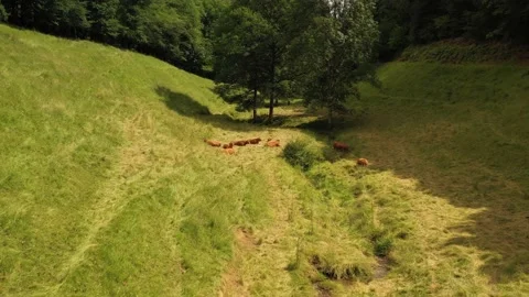 Cows lying at the bottom of a valley Stock Footage 144758886