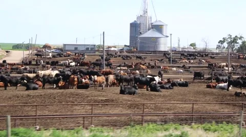 Cows Lying in a Cattle Stockyard and Grainary in Background Stock Footage 42377497