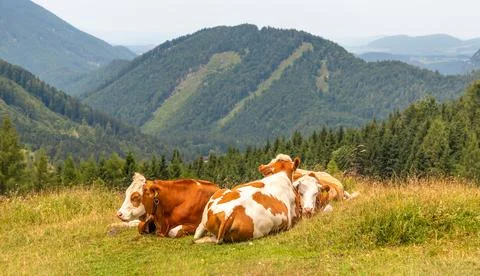 Cows lying down and resting on pasture in the mountains, Alps, Austria Stock Photos