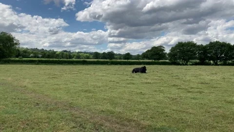 The cows lying down on the field of grass Stock Footage 132808465
