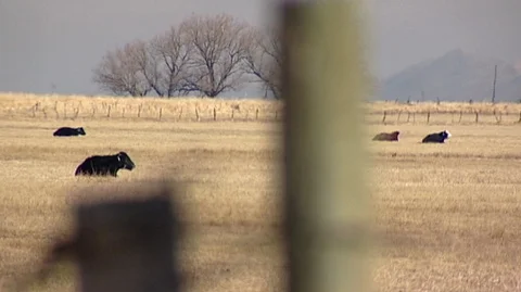Cows Lying Down in Field in Utah Stock Footage 93333500