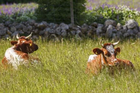 Cows lying down in the grass meadow and ruminate Stock Photos