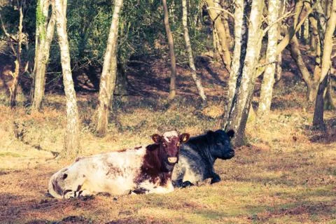 Cows lying down Stock Photos
