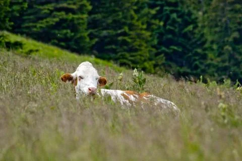 Cows lying down Stock Photos