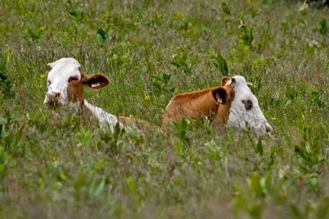 Cows lying down Stock Photos