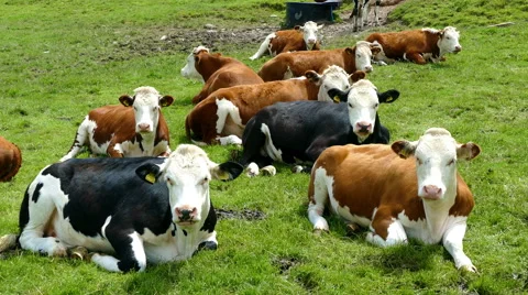 Cows lying in a field Stock Footage 66730727
