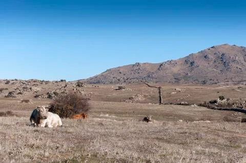 Cows lying in the field Stock Photos