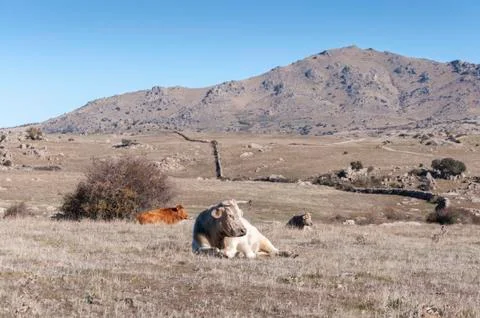 Cows lying in the field Stock Photos