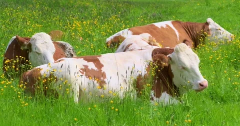 Cows lying in fresh grass in a spring pasture Stock Footage 335033577