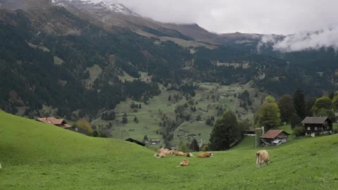 Cows lying on the grass. Alpine cows piss on the lawn. Animal. Cattle Stock Footage 270404756