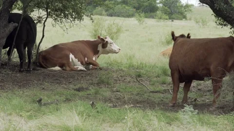 Cows lying in the grass - Medium Shot Stock Footage 190265152