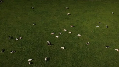 Cows lying on green grass on pasture at sunny day. Herd of cows grazing on hill Stock Footage 218331088