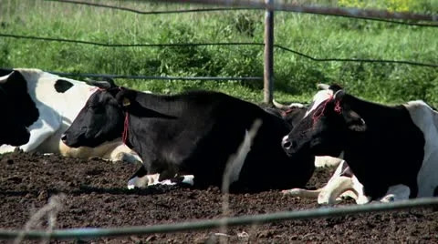 Cows lying on ground Video stock 11440154