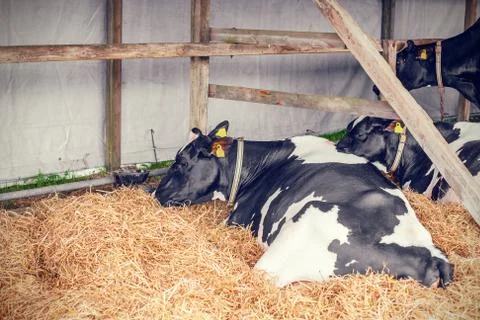Cows lying in hay Stock Photos