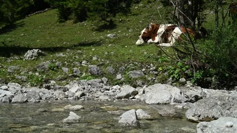 Cows lying on a meadow next to a mountain stream in the summer 스톡 동영상 260835593