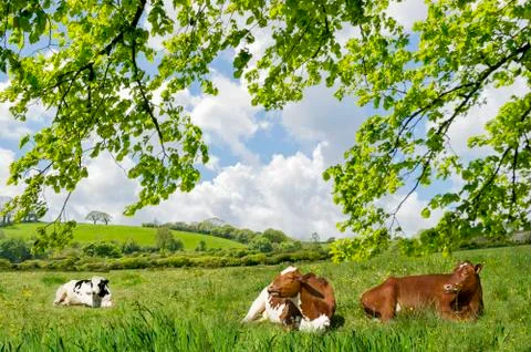 Cows lying in a meadow Fotos de archivo