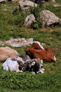 Cows lying on the meadow. Stock Photos