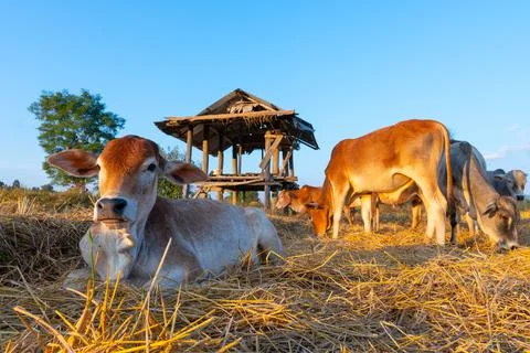 Cows lying on the pasture in front of a hut with blue sky Stock Photos