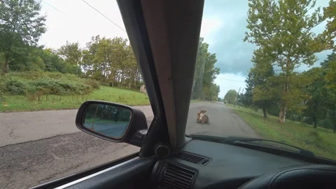 Cows lying on road obstructing traffic Stock Footage 301696855