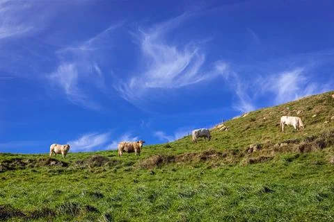 Cows on a madow in Spain Stock Photos