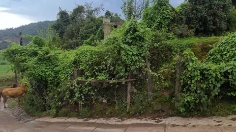 Cows making their way up a paved hillside. Stock Footage 248557994
