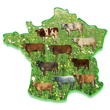 Cows on a map of france Illustration
