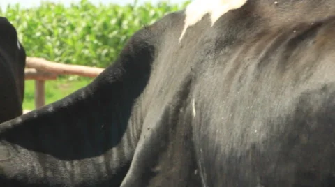 Cows Mating,  on a Dairy Farm, Ranch Stock Footage 48118022