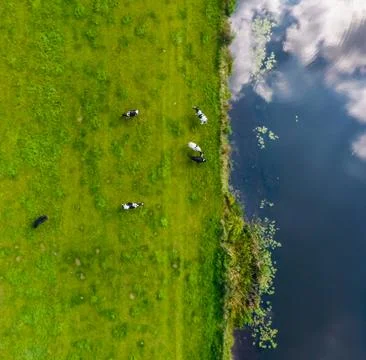 Cows in the meadow from above Stock Photos